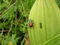 Phyllopertha horticola